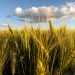 Estiman un crecimiento del 23% de la producción de trigo para la presente campaña
