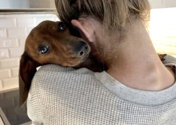 Fallo novedoso: consideran a un perro «ser sintiente» y establecen un régimen de visitas