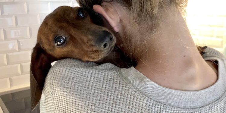 Fallo novedoso: consideran a un perro «ser sintiente» y establecen un régimen de visitas