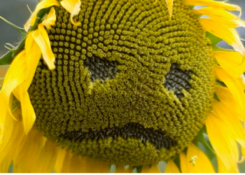 Girasol: comienzo de la cosecha local y amenaza de retenciones