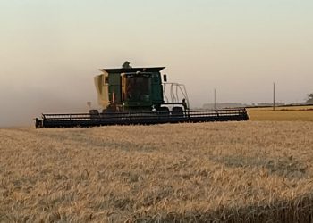 La región núcleo suma 300.000 toneladas más de trigo por sobre las esperadas