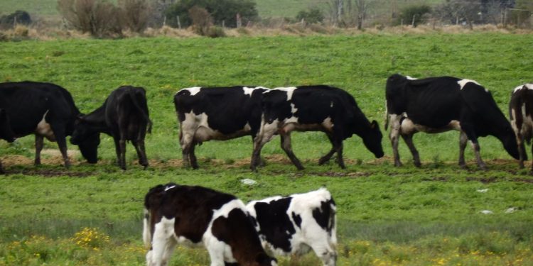 Noviembre dio un respiro al sector ganadero, con suba de exportaciones y faena