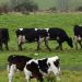 Noviembre dio un respiro al sector ganadero, con suba de exportaciones y faena