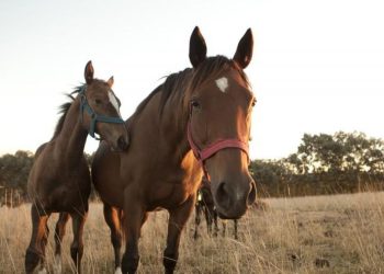 Se confirmó el primer caso de encefalitis equina en el país