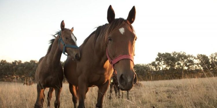 Se confirmó el primer caso de encefalitis equina en el país