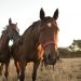 Se confirmó el primer caso de encefalitis equina en el país