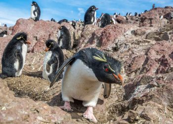 Un mapa para mirar y conocer pingüinos durante el verano
