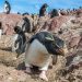 Un mapa para mirar y conocer pingüinos durante el verano