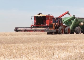 Argentina abrió un mercado clave para su trigo y para todo el sector cerealero