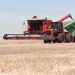 Argentina abrió un mercado clave para su trigo y para todo el sector cerealero