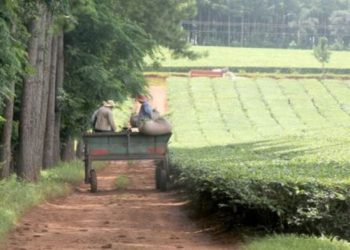 Aumenta la preocupación de tealeros por no poder entregar su té
