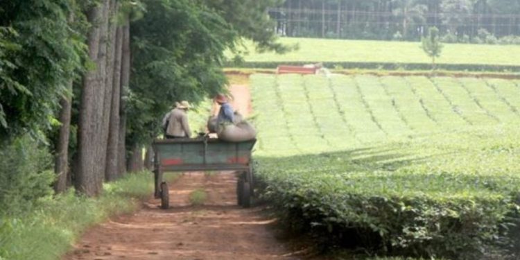 Aumenta la preocupación de tealeros por no poder entregar su té