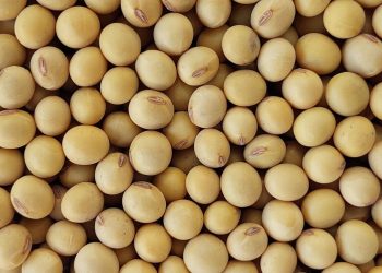 China importó 11,4% más de soja con beneficios para Brasil