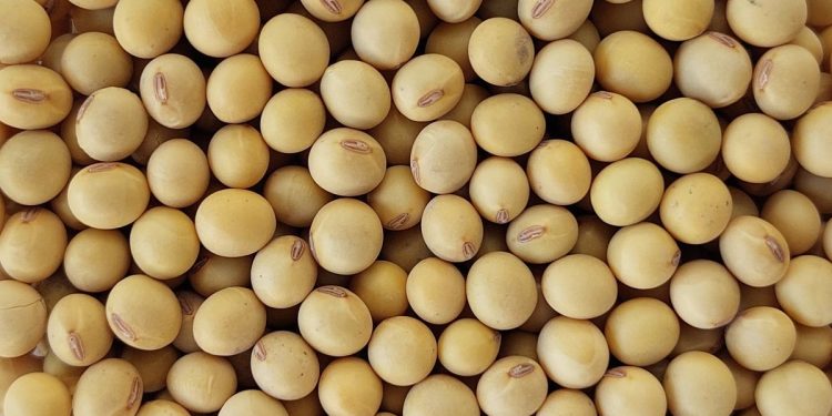China importó 11,4% más de soja con beneficios para Brasil
