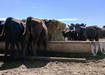 Cómo reducir el impacto del calor en bovinos para carne