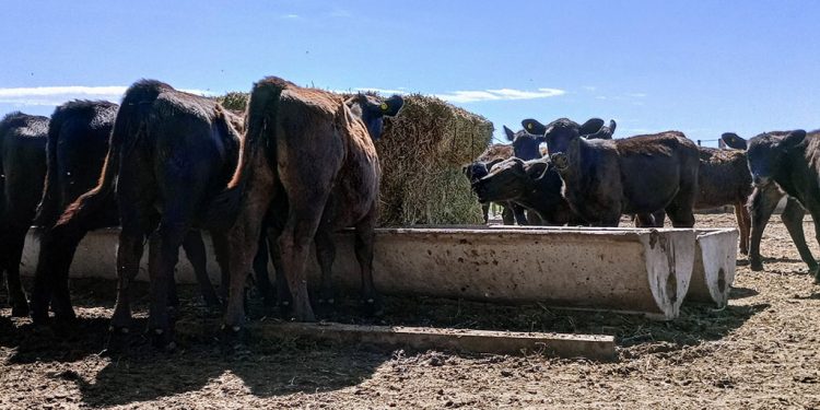Cómo reducir el impacto del calor en bovinos para carne
