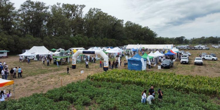¿Hace falta receta agronómica para recomendar y aplicar biológicos?