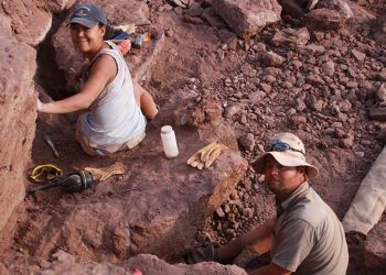 Hallan en Neuquén uno de los últimos dinosaurios de cuello largo y pico de pato