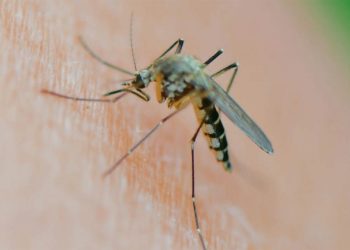 Los mosquitos en Argentina: de la falta de repelentes a las plantas que sirven para ahuyentarlos