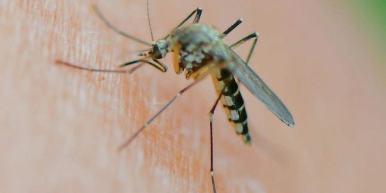 Los mosquitos en Argentina: de la falta de repelentes a las plantas que sirven para ahuyentarlos