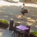 Motochorros le robaron $1.500.000 a un joven en pleno centro de Lanús oeste