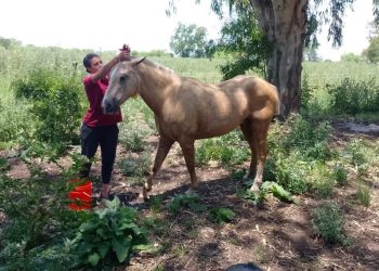 Por qué hay tantos mosquitos en el AMBA: la explicación de especialistas del Conicet