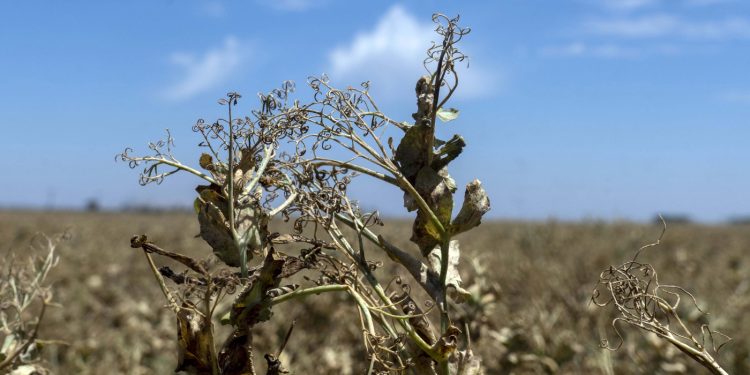 Sequía: piden incluir en la emergencia nacional a los distritos bonaerenses afectados