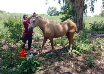Confirman 42 casos de Encefalitis Equina en humanos en 30 municipios de provincia de Buenos Aires