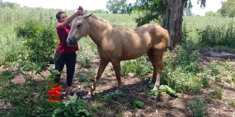Confirman 42 casos de Encefalitis Equina en humanos en 30 municipios de provincia de Buenos Aires