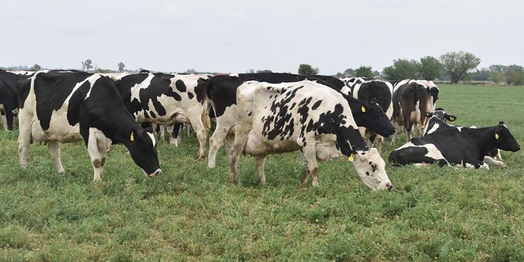 “Cuando llueve, no llueve pasto”