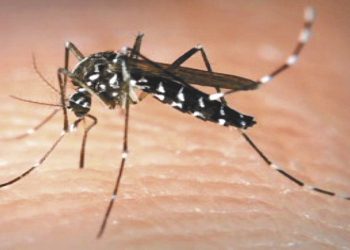 Dengue: los casos subieron 2546%, ya hay 28 muertos y no existen campañas oficiales de prevención
