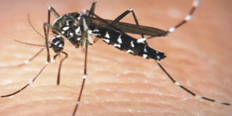 Dengue: los casos subieron 2546%, ya hay 28 muertos y no existen campañas oficiales de prevención
