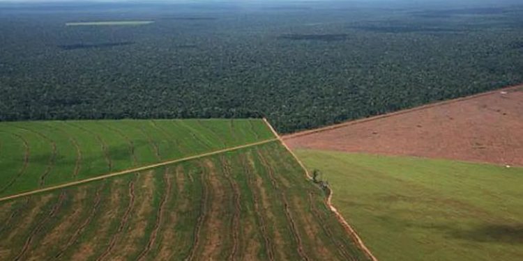 DNU de Javier Milei: juez reafirmó la vigencia del artículo que deroga la ley de Tierras