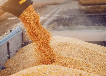 El campo y las dudas por el esquema del dólar 80/20