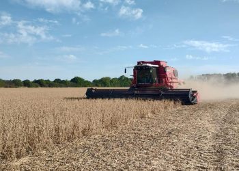 El mercado internacional aún espera una cosecha récord sudamericana y los precios no repuntan