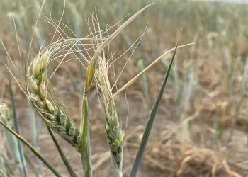 En Australia financiarán una investigación sobre trigo tolerante al calor