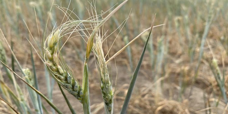 En Australia financiarán una investigación sobre trigo tolerante al calor