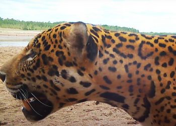 Histórico: un yaguareté libre fue visto en Corrientes por primera vez en décadas