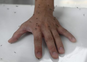 Invasión de mosquitos en el AMBA: ¿hasta cuándo?