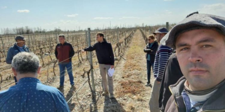 La Universidad de Cuyo, la primera en integrar el grupo de experimentación agrícola CREA