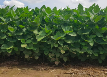 Los cultivos reaccionan favorablemente en el centro y norte de Santa Fe