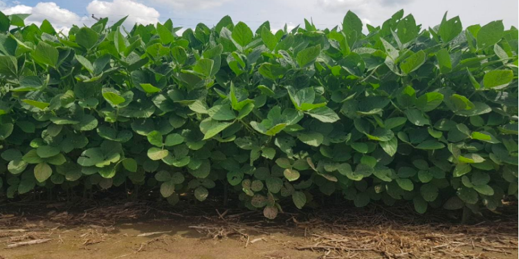 Los cultivos reaccionan favorablemente en el centro y norte de Santa Fe