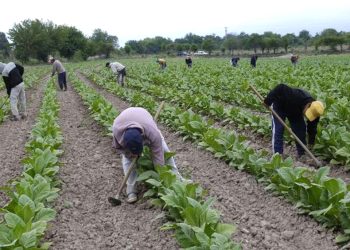 Los trabajadores rurales temporarios pueden estar registrados sin perder la ayuda social