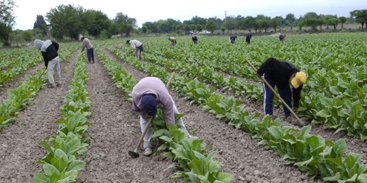 Los trabajadores rurales temporarios pueden estar registrados sin perder la ayuda social