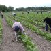 Los trabajadores rurales temporarios pueden estar registrados sin perder la ayuda social