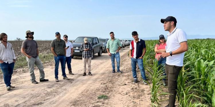 Primeras experiencias con CS e intersiembras en el NOA