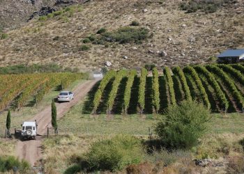 Un viaje por la ruta del vino bonaerense