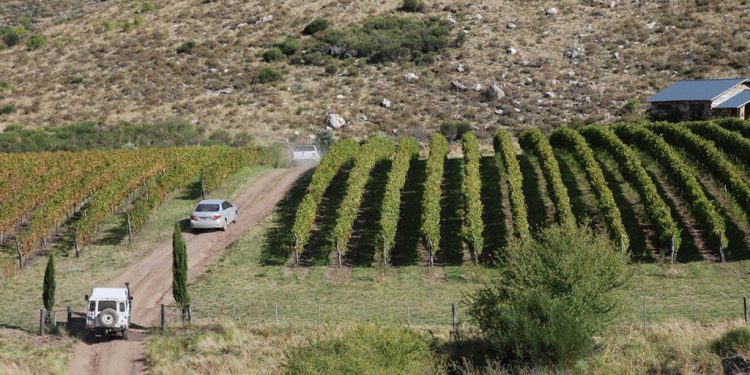 Un viaje por la ruta del vino bonaerense