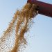 Buenas noticias para el agro: la cosecha de soja alcanzará los 3M de toneladas