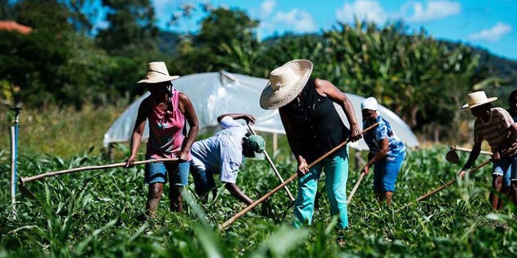 El Gobierno decidió cerrar dos áreas de apoyo para Agricultura Familiar